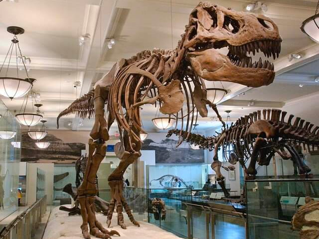 T. Rex fossil mount in the Museum's Hall of Saurischian Dinosaurs