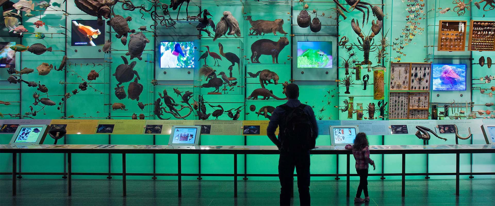 An adult and child view exhibits in the Hall of Biodiversity